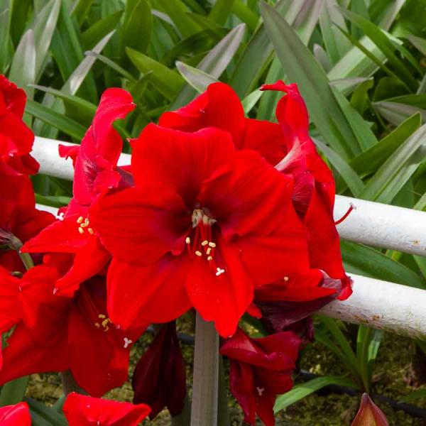 Bulbes à fleurs à planter à l'automne - Amaryllis Hippeastrum Rouge (x1) - face recto